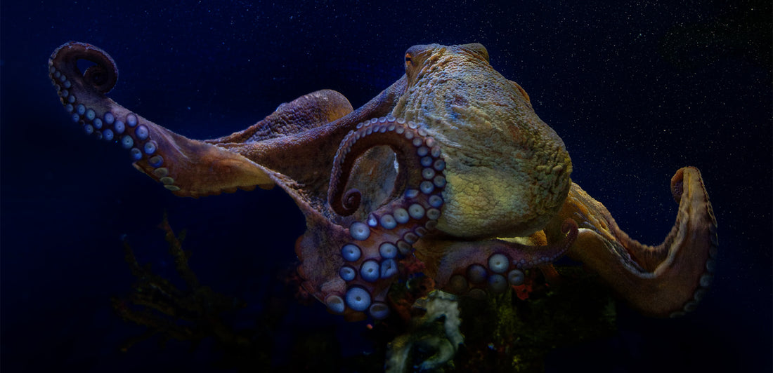 Wonders Of The Amazing Deep Sea Octopus Garden