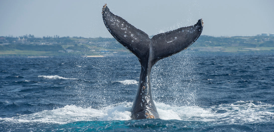 How Do Whales Help Keep The Ocean Healthy?