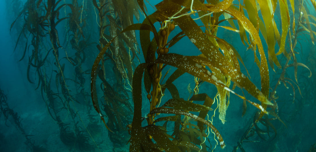 Forests Of The Deep: Underwater Jungles