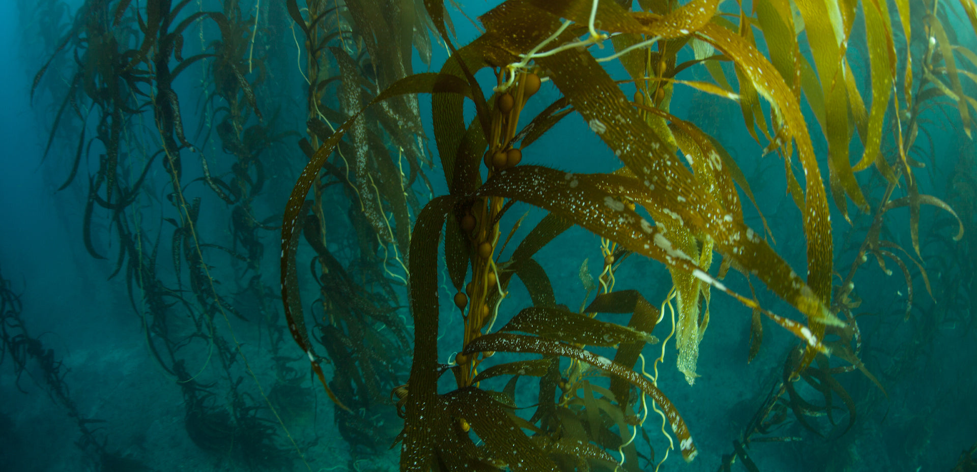 Forests Of The Deep: Underwater Jungles