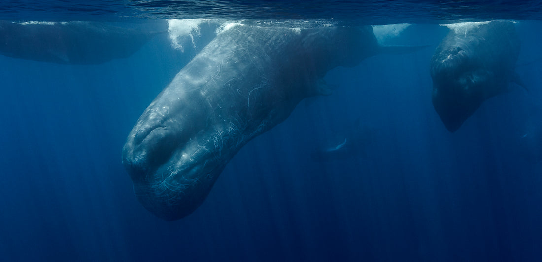 AI is About to Talk to Whales! What Will They Tell us?