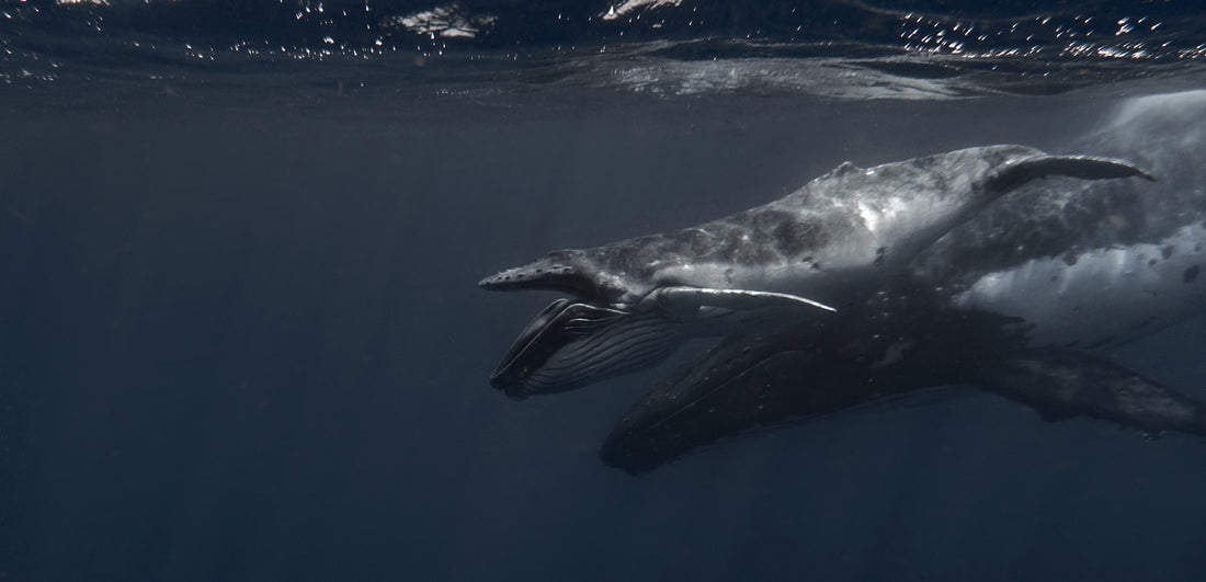 Eye-To- Eye With A Whale: How It Feels To Swim With Humpbacks
