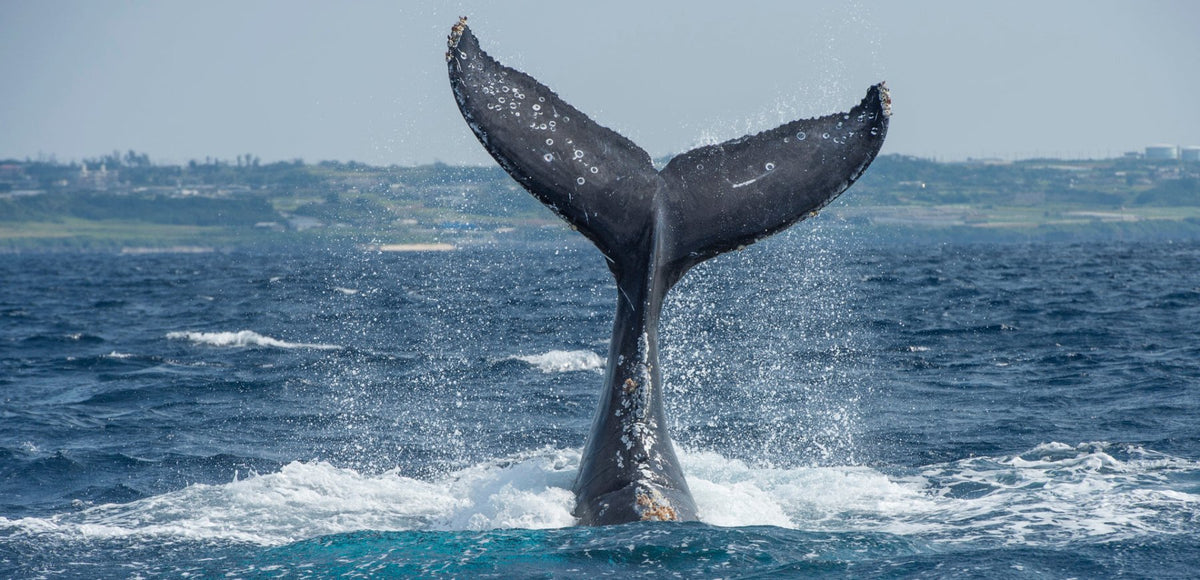 Ways That Whales Keep Oceans Healthy – TWOTHIRDS