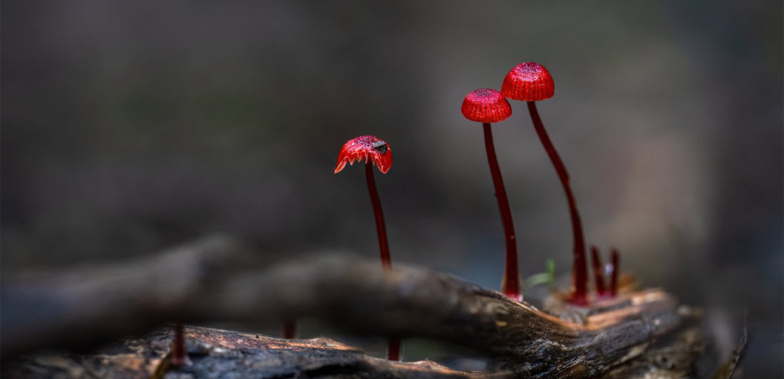 How Fungi Could Save Our Oceans