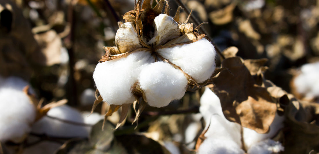 Why Did We Cut Back On Organic Cotton In 2022?