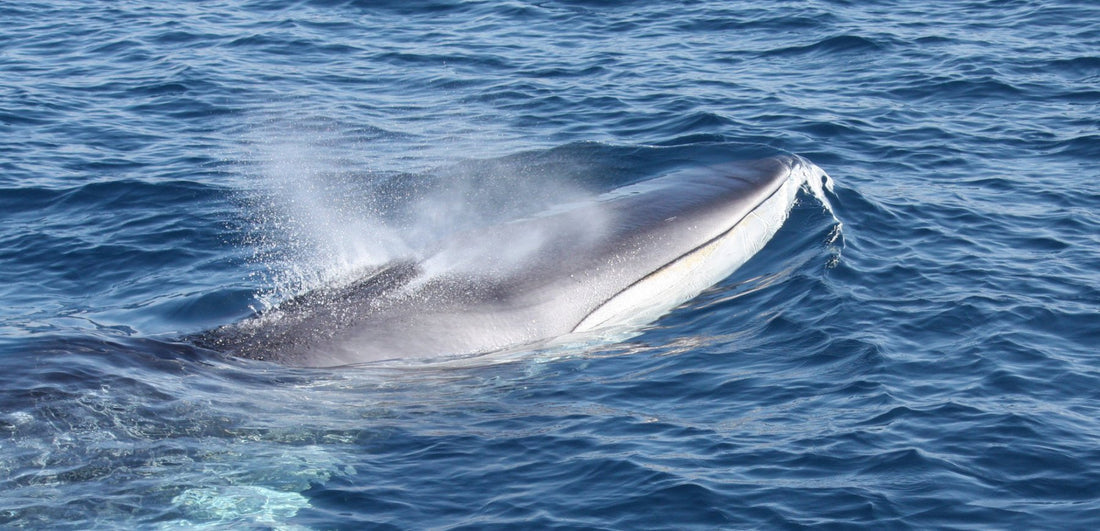 The first whales are arriving to the Catalonian coast