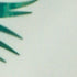 Premuda - Palm Leaf